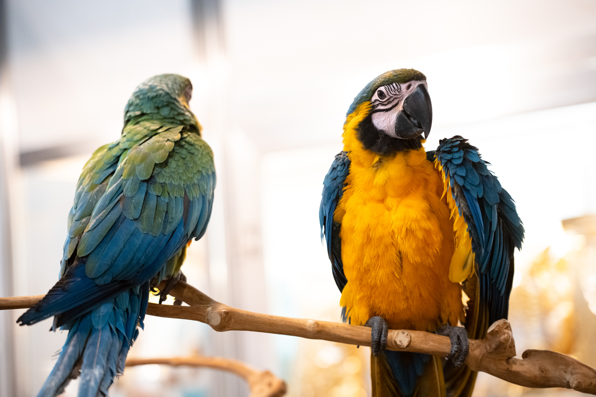 Най-голямото Зоо изложение в България – SOFIA ZOO EXPO 2026 се открива през април